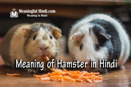 hamster meaning in hindi